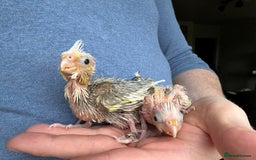 Cockatiels birds for sale: Hand Reared Baby Cockatiels - Image 5