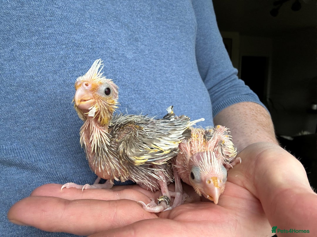 Cockatiels birds for sale: Hand Reared Baby Cockatiels - Image 5