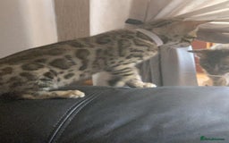 Bengal cats for sale: Bengal kittens - Image 2