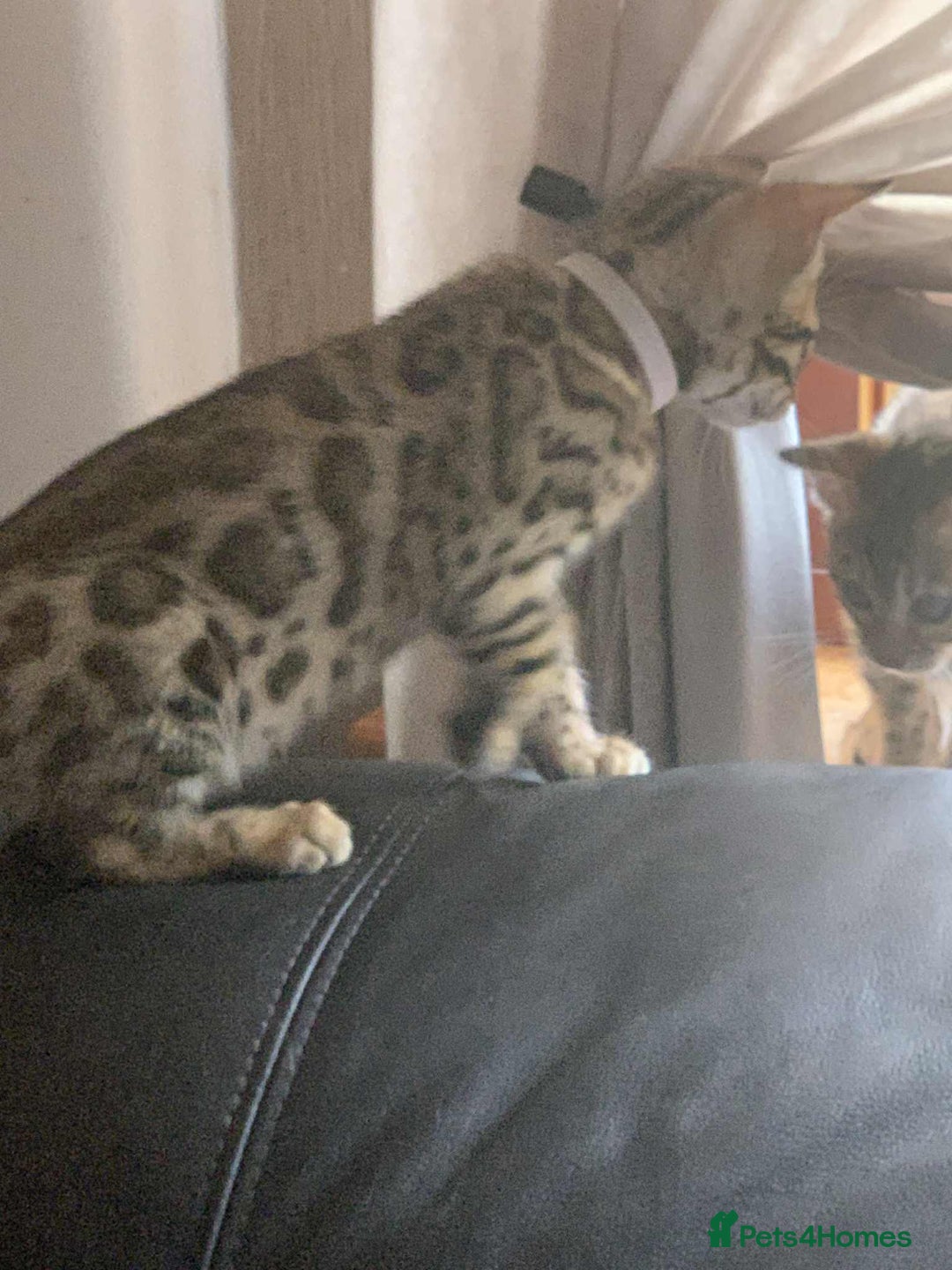 Bengal cats for sale: Bengal kittens - Image 2