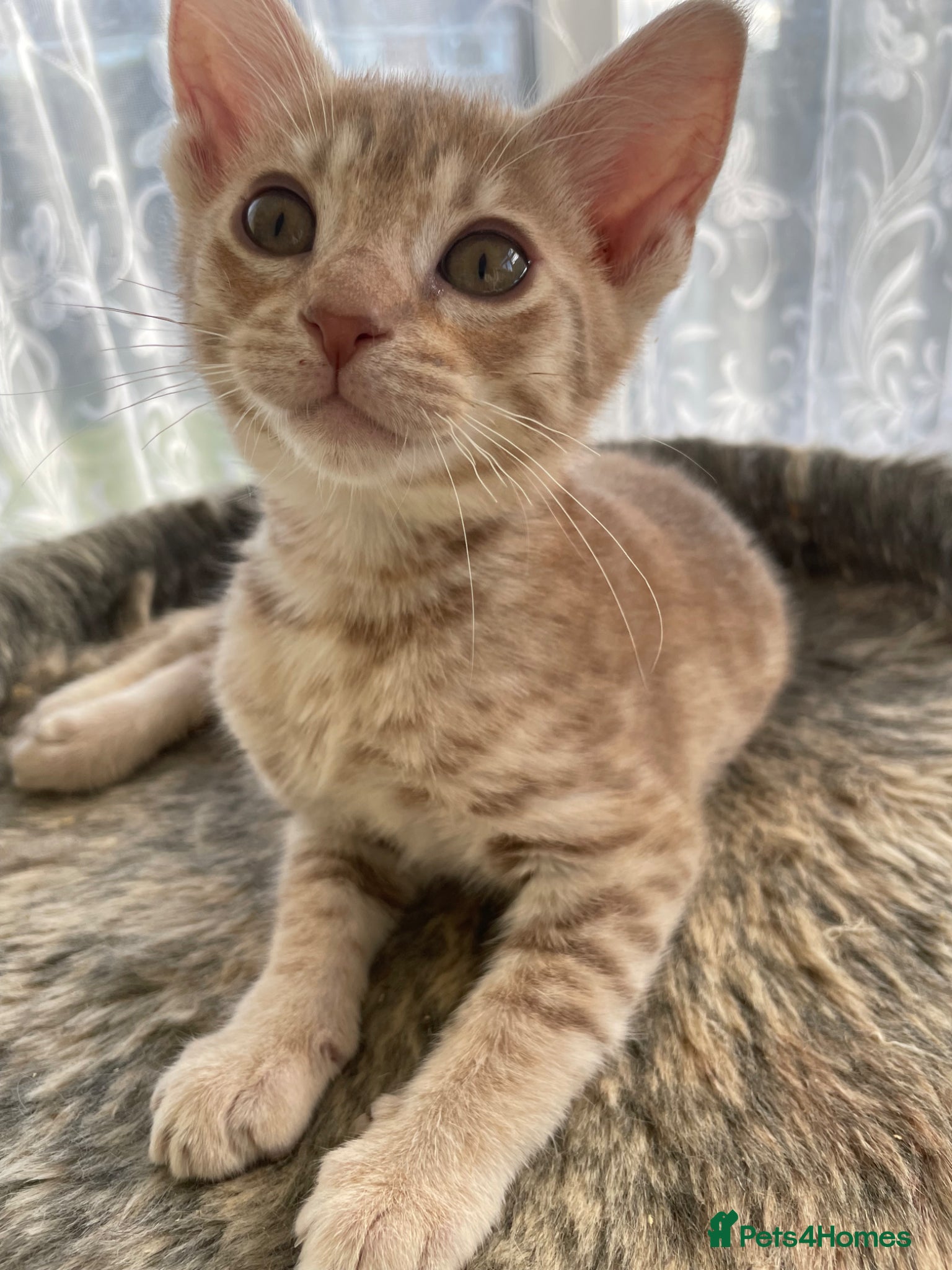 Ocicat cats Adorable Ocicat Kittens  - Advert 1