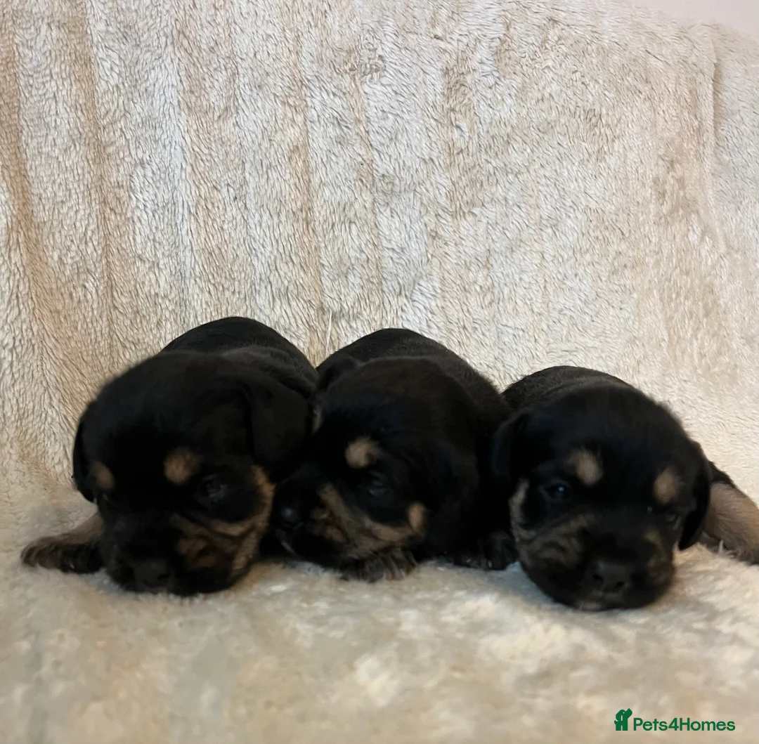 Mixed Breed dogs for sale: SCHNAVALIER PUPPIES  - Advert 3
