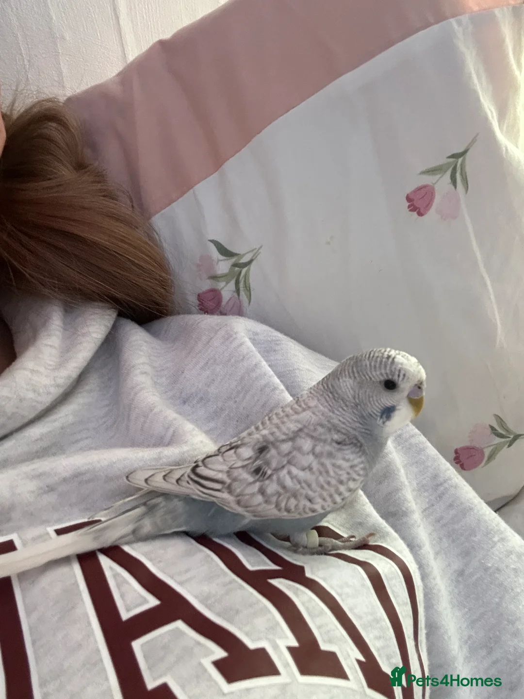 Budgerigars birds for sale: Bobby the Budgie - Advert 8