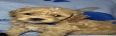 Cockapoo 2
