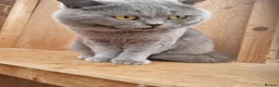 British Shorthair cats for sale: TICA BLUE SHORTHAIR BOY - Advert 3