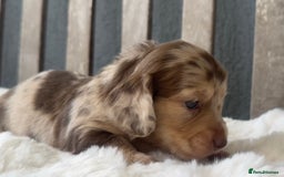Miniature Dachshund dogs for sale: Beautiful Miniature Dachshunds Dapple Choc & cream - Image 2