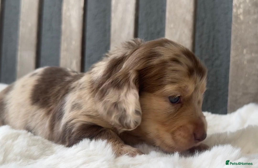 Miniature Dachshund dogs for sale: Beautiful Miniature Dachshunds Dapple Choc & cream - Image 2