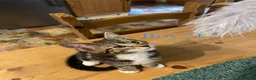 British Shorthair cats for sale: Short/Long Haired Tabby Kittens  - Advert 11