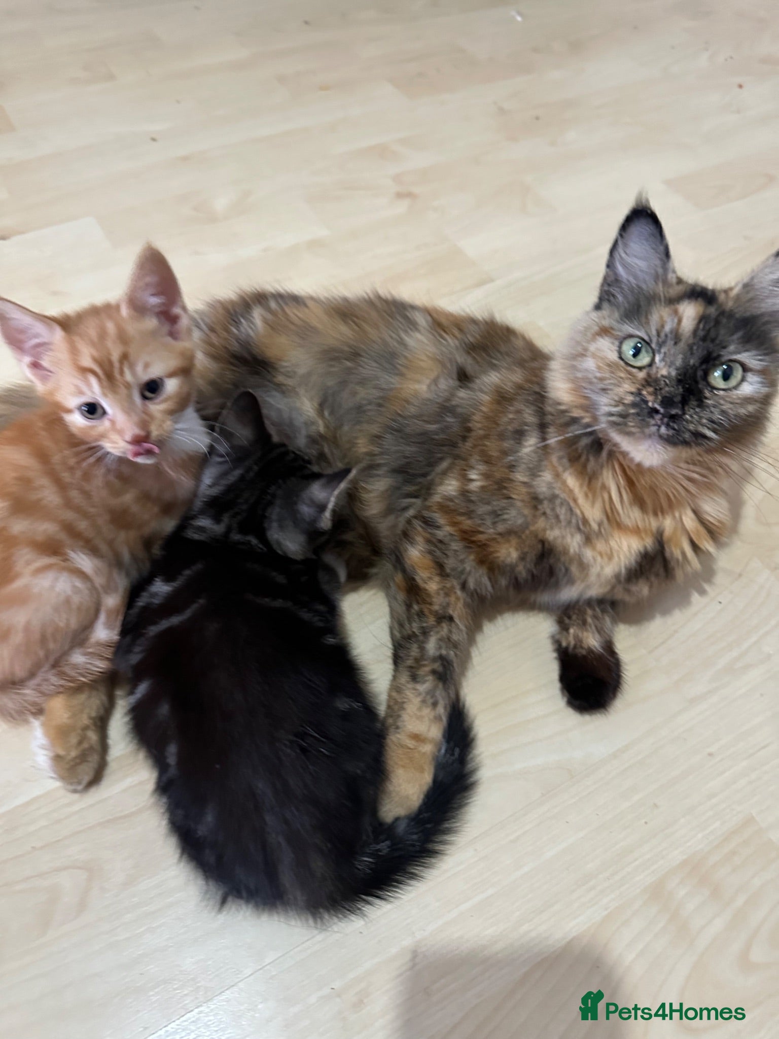 Domestic Shorthair cats cute Kittens Looking for Their Forever Homes 🐾 - Advert 13