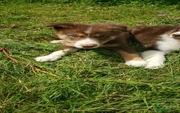 Border Collie dogs for sale: Red Tri Border Collie Pups Parents Health Tested - Image 7