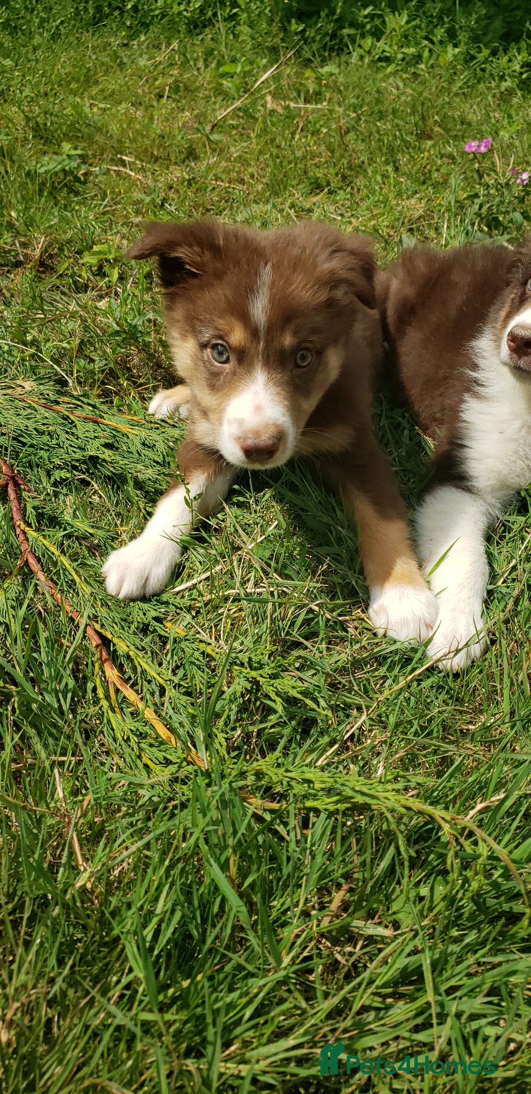 Border Collie dogs for sale: Red Tri Border Collie Pups Parents Health Tested - Image 7