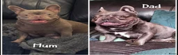 French Bulldog dogs for sale: 4 x Beuatiful Make French Bulldogs For Sale - Advert 7