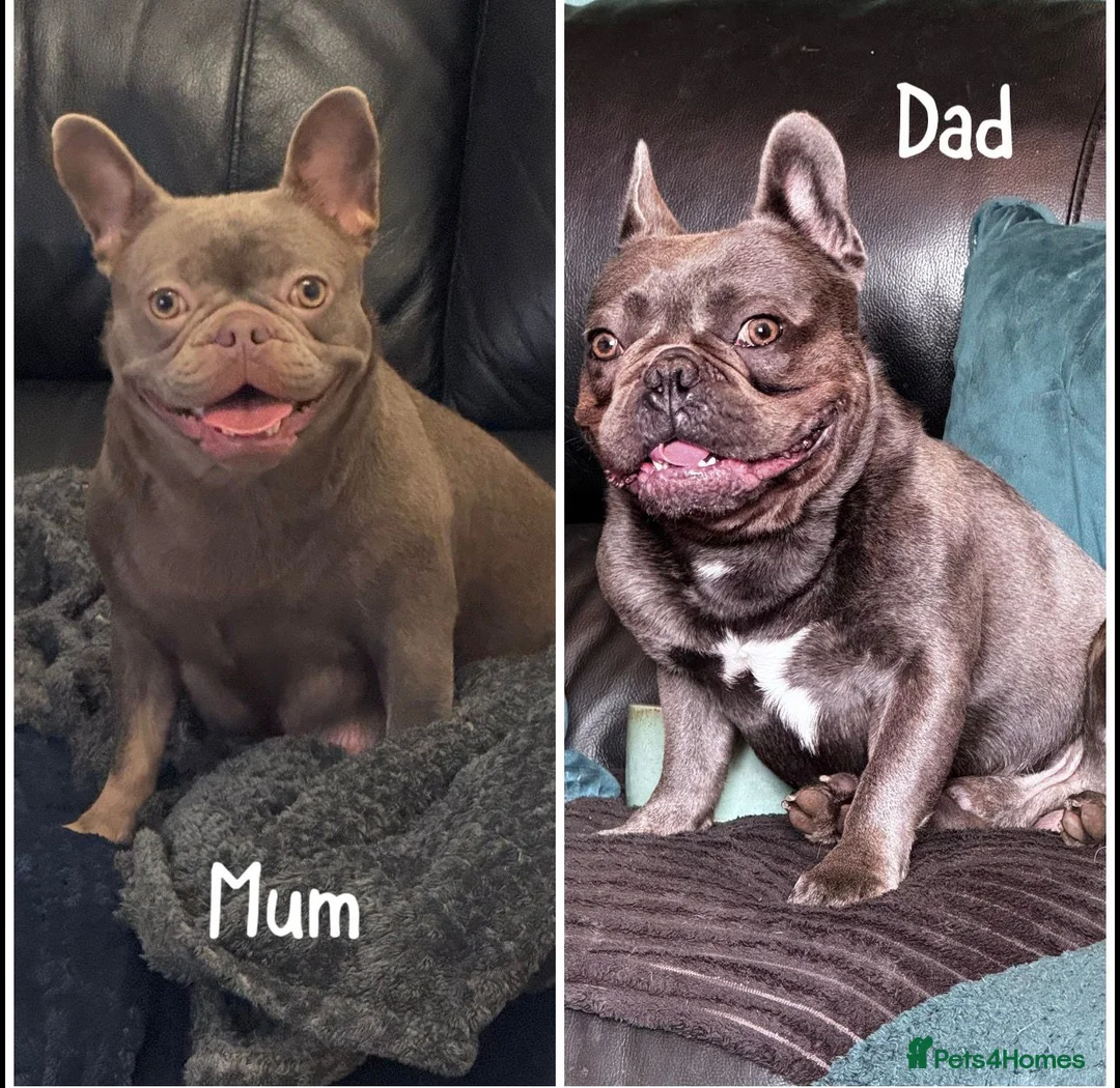 French Bulldog dogs for sale: 4 x Beuatiful Make French Bulldogs For Sale - Advert 7