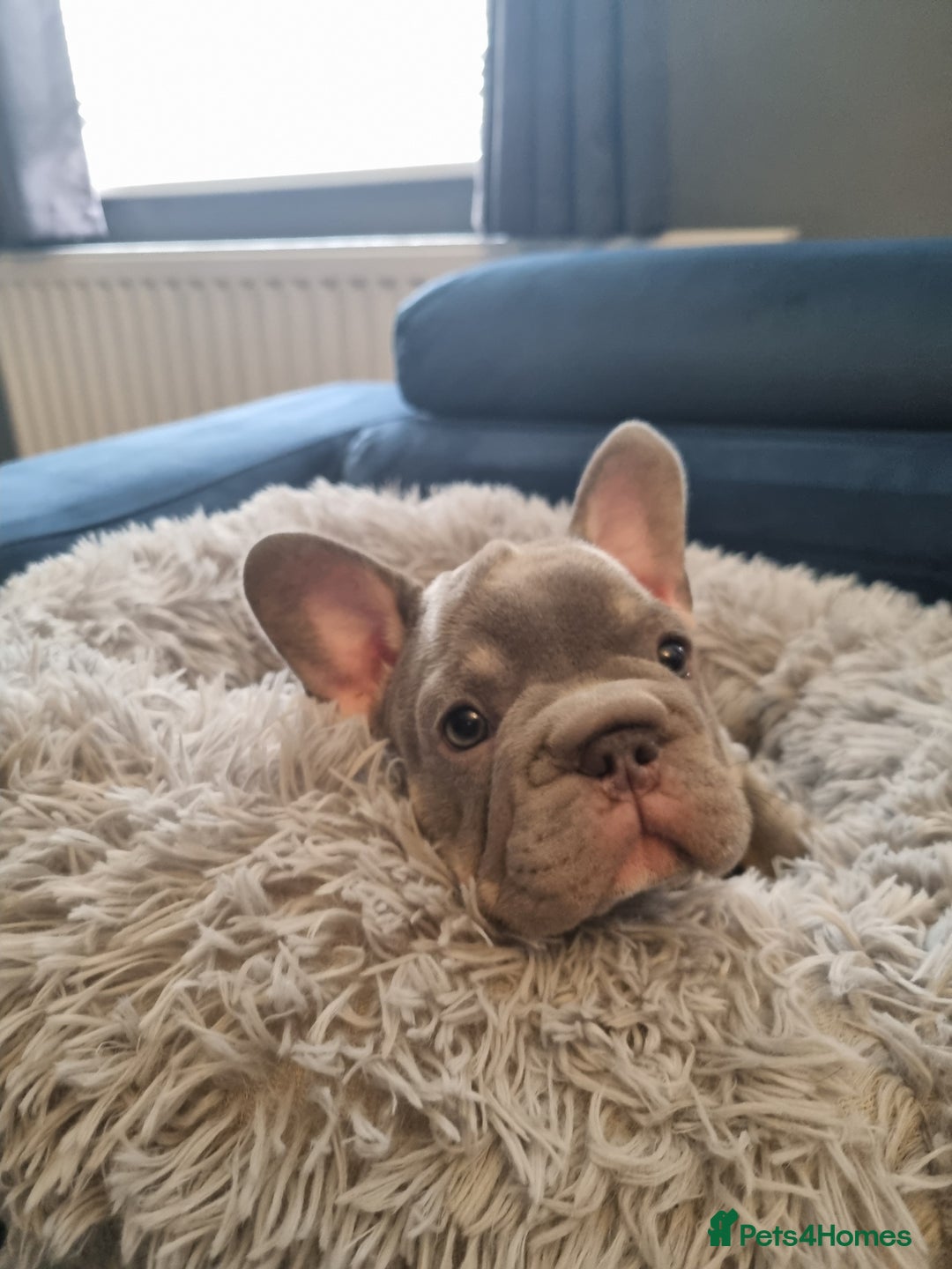 French Bulldog dogs for sale: beautiful frenchies - Image 10