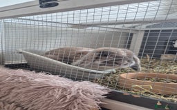 French Lop rabbits for sale: Male Lop - Image 1