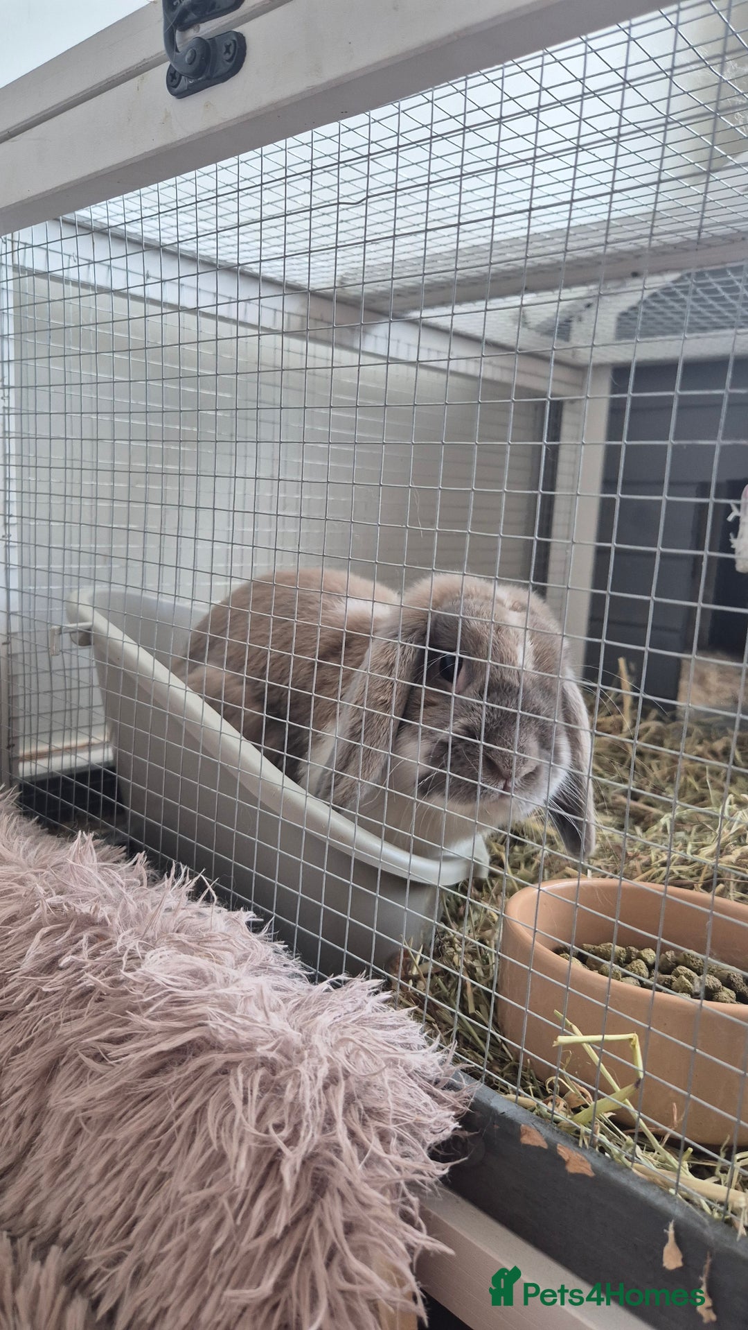 French Lop rabbits for sale: Male Lop - Image 1