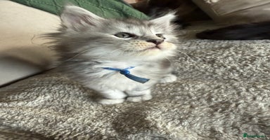 Maine Coon cats - Advert 6