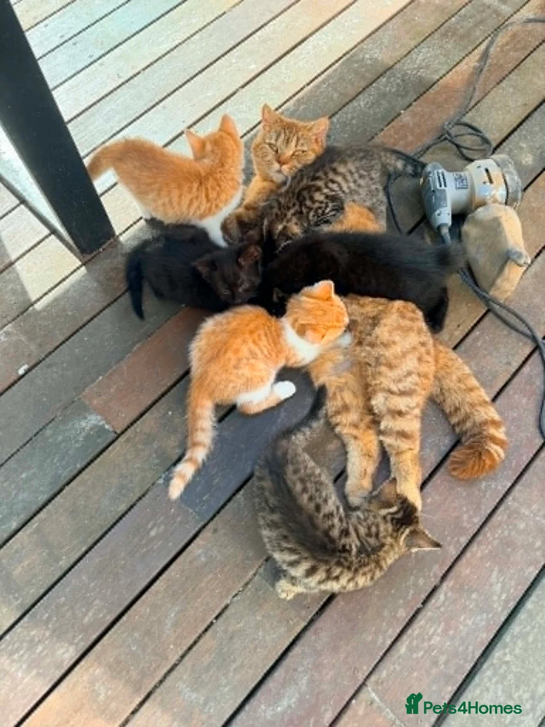 British Shorthair cats for sale: Stunning British Shorthair Kittens Ready Now! - Advert 1