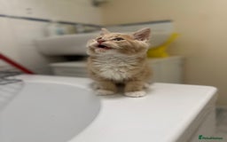 Maine Coon cats for sale: Adorable & Playful Maine Coon Kitten - Image 3