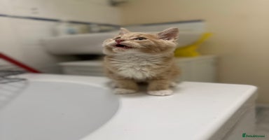 Maine Coon cats - Advert 3