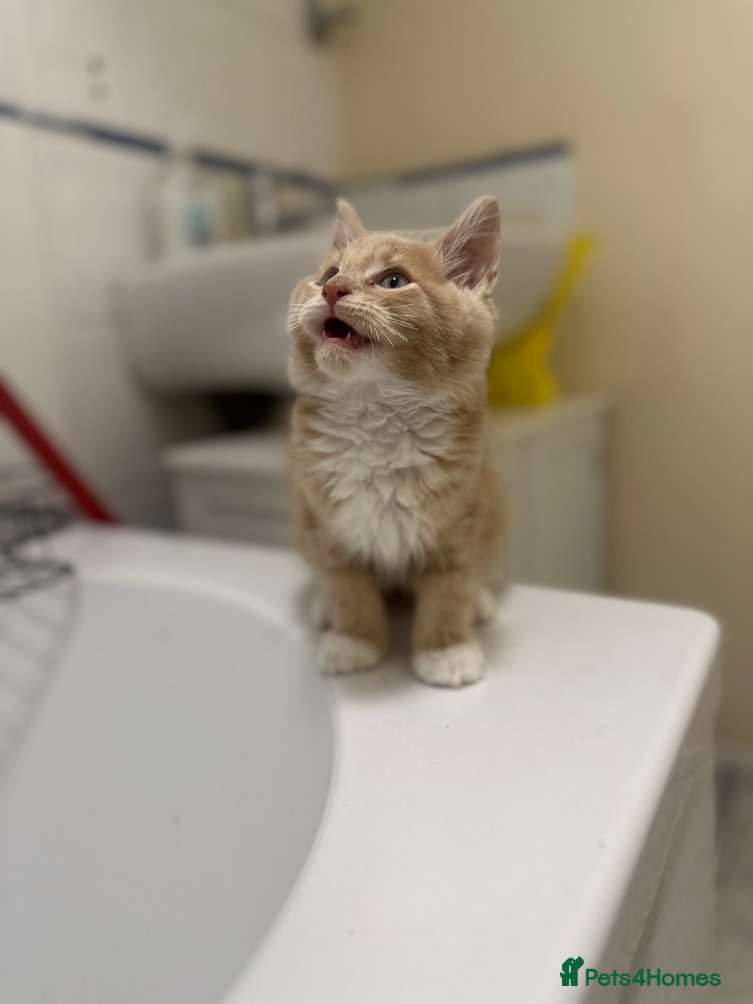 Maine Coon cats for sale: Adorable & Playful Maine Coon Kitten - Image 3
