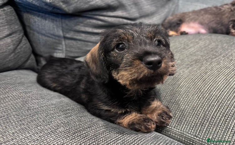 Miniature Dachshund dogs - Advert 1