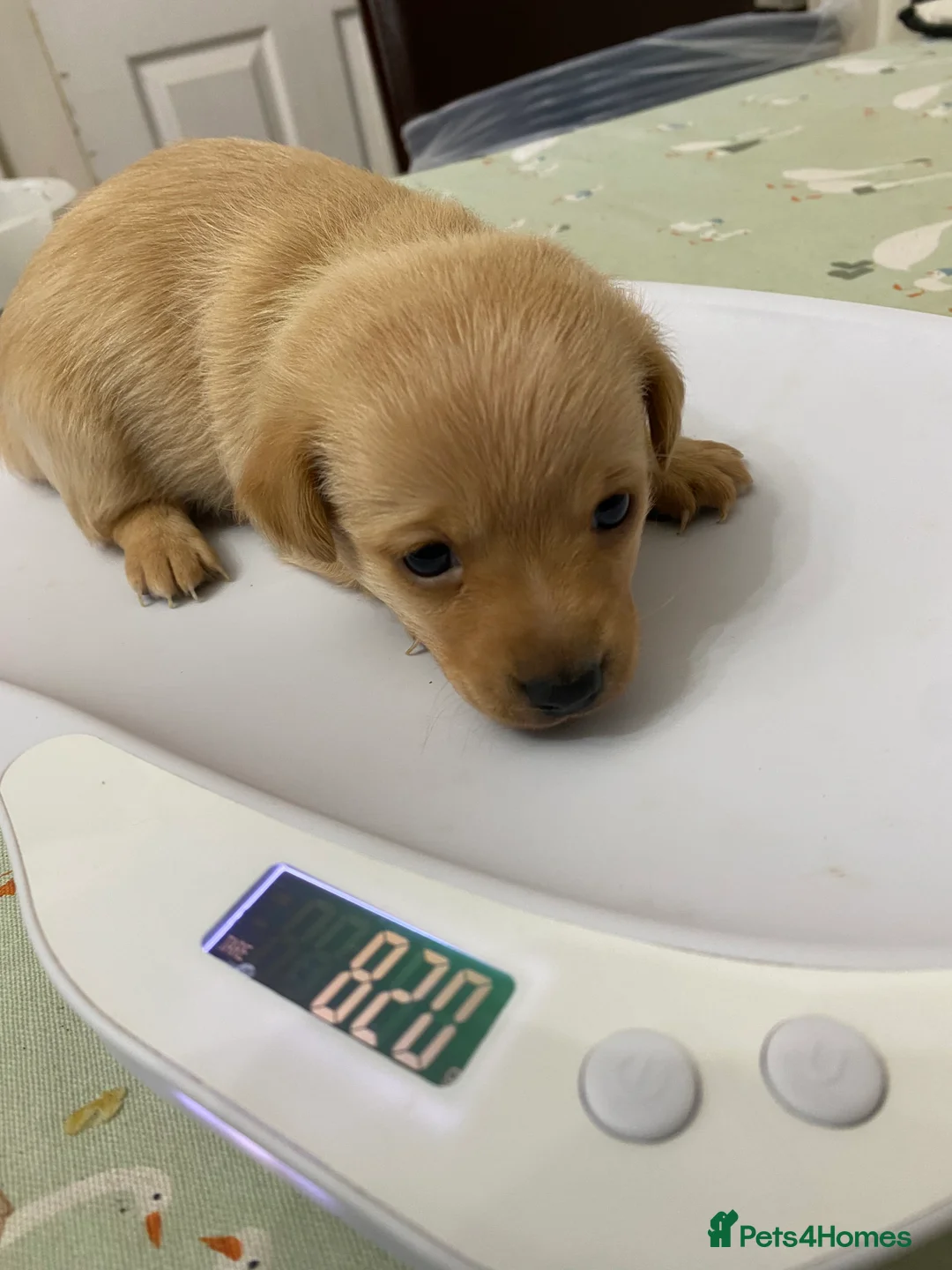 Mixed Breed dogs for sale: Daxie-CHON PUPPIES FOR SALE - Advert 4