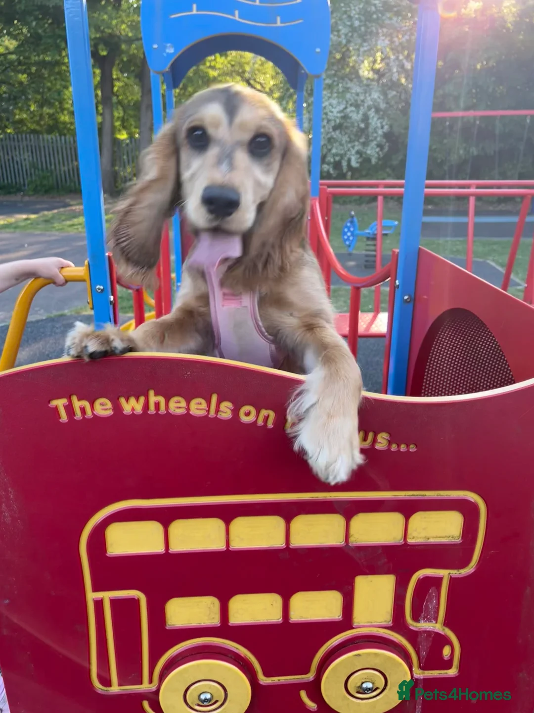 Cocker Spaniel dogs for sale: 2 cocker spaniels for sale - Advert 2