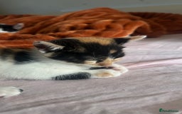 Mixed Breed cats for sale: 5 mixed breed kittens for sale - Image 7