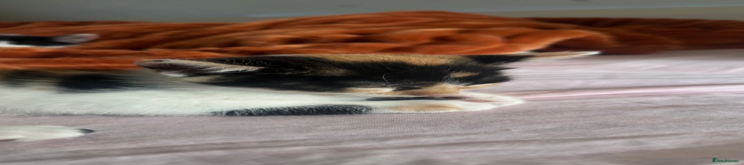 Mixed Breed Kitten 5