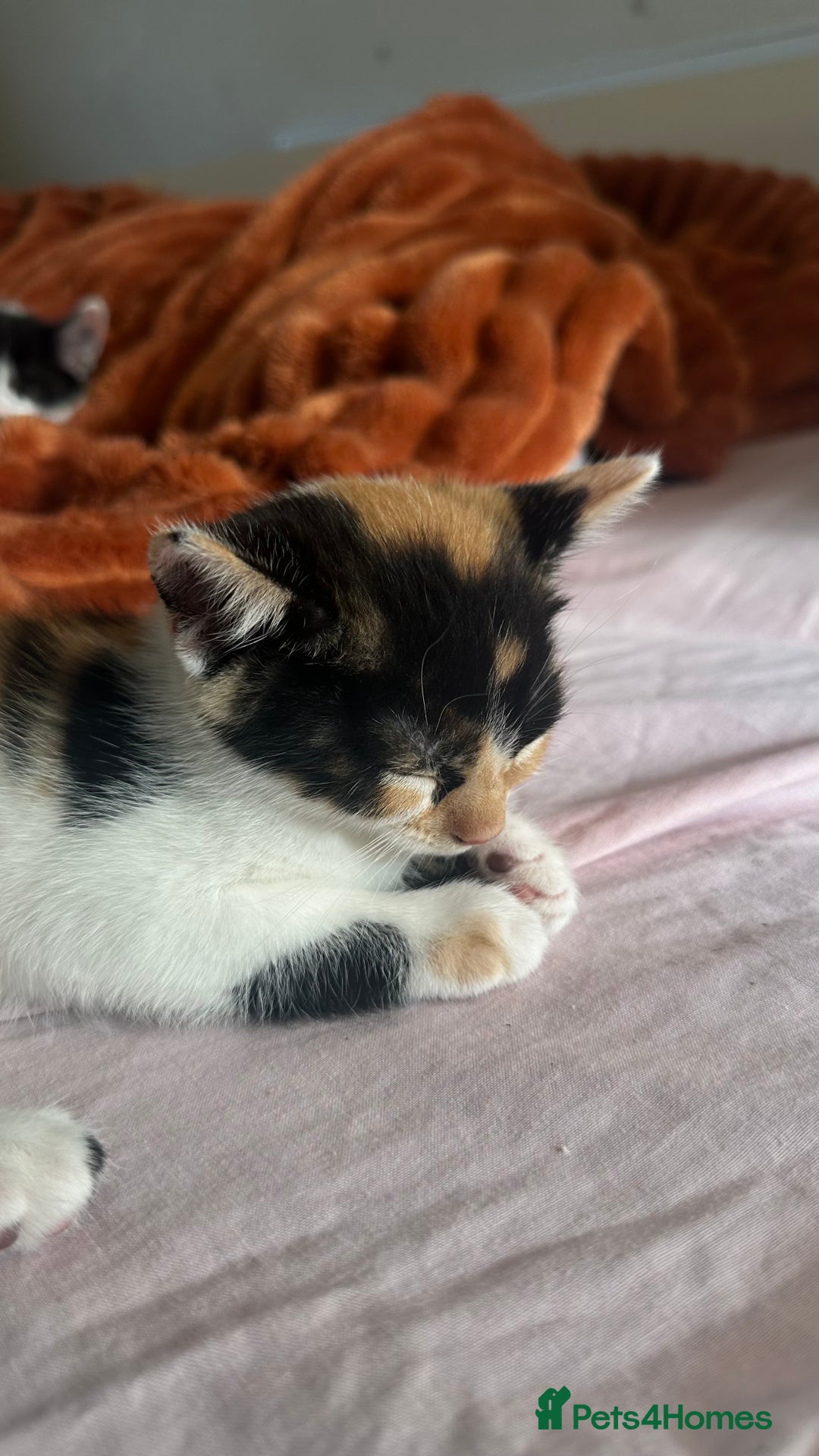 Mixed Breed cats for sale: 5 mixed breed kittens for sale - Image 7