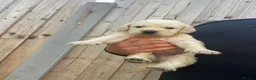 Golden Retriever dogs for sale: ⭐ KC Registered Golden Retriever Puppies ⭐️  - Advert 34
