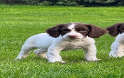 English Springer Spaniel dogs for sale: READY TO GO KC REG ESS PUPPIES - Image 19