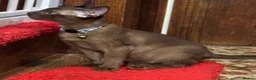 Burmese cats for sale: Burmese Kittens For Sale - Advert 3