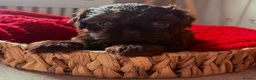 Shih Tzu dogs for sale: Beautiful litter of chocolate Shih Tzu puppies! - Advert 3