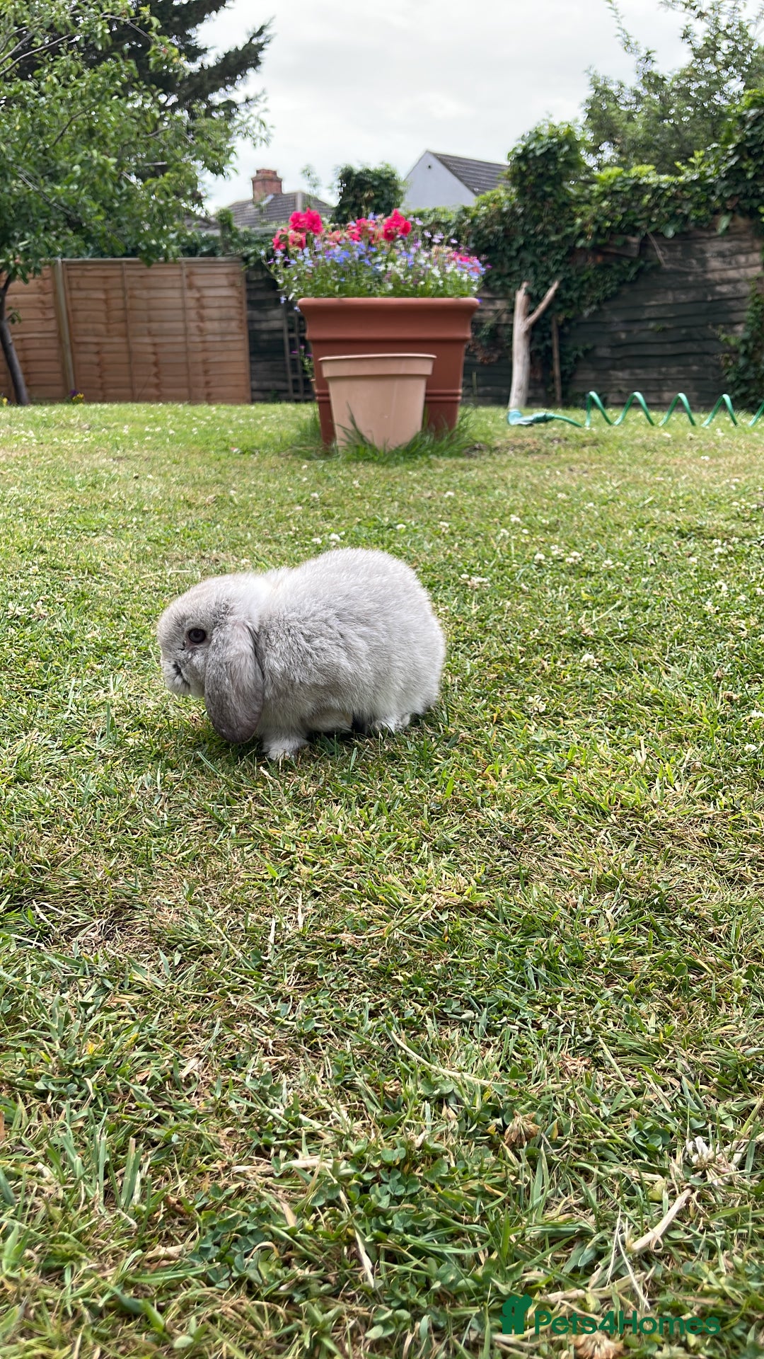 Mini Lop rabbits for sale: Mini lop for sale  - Advert 3