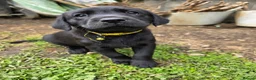 Labrador Retriever dogs for sale: *1 Girl left*Ready to Leave* KC Mam & Dad at home - Advert 28