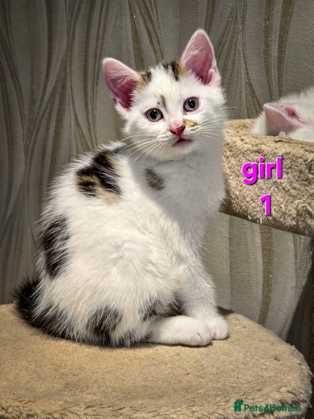 Mixed Breed cats for sale: 🐾 Beautiful, Well-Socialised Kittens 🐾 - Advert 8