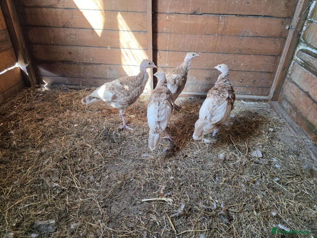 Turkeys poultry for sale: x4 Bourbon Red Turkeys - Image 3