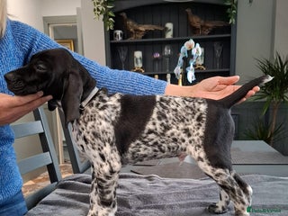 German Shorthaired Pointer dogs KC REGISTERED GSP PUP - Advert 15