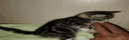 Mixed Breed cats for sale: Bengal mixed breed kittens  in Oldham - Advert 3