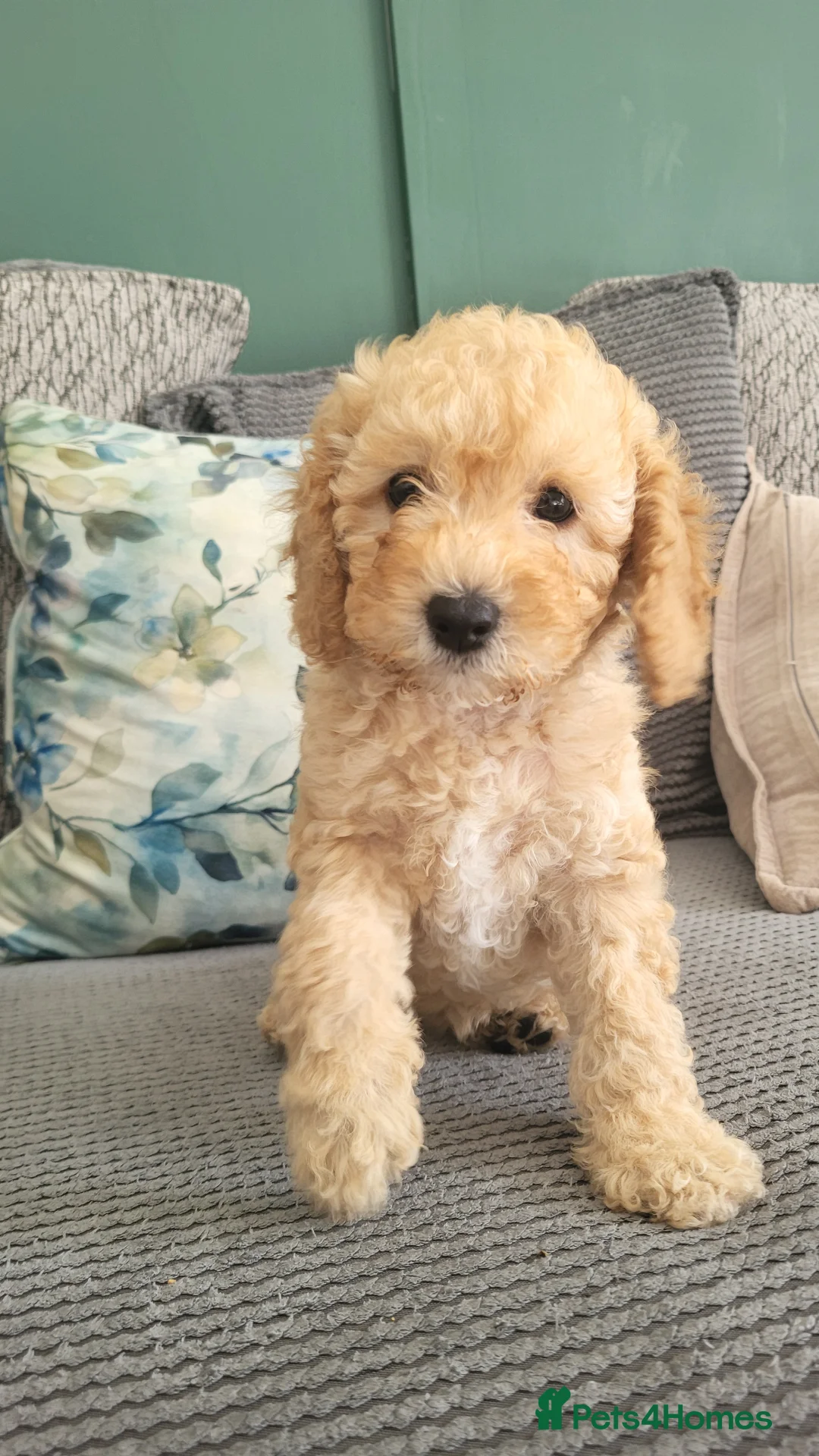 Cockapoo dogs for sale: Cockapoo puppies - Advert 2