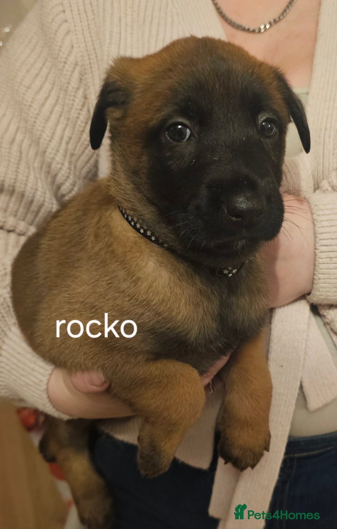 Belgian Shepherd Dog dogs for sale: Belgian malinois puppies 5 weeks - Advert 3