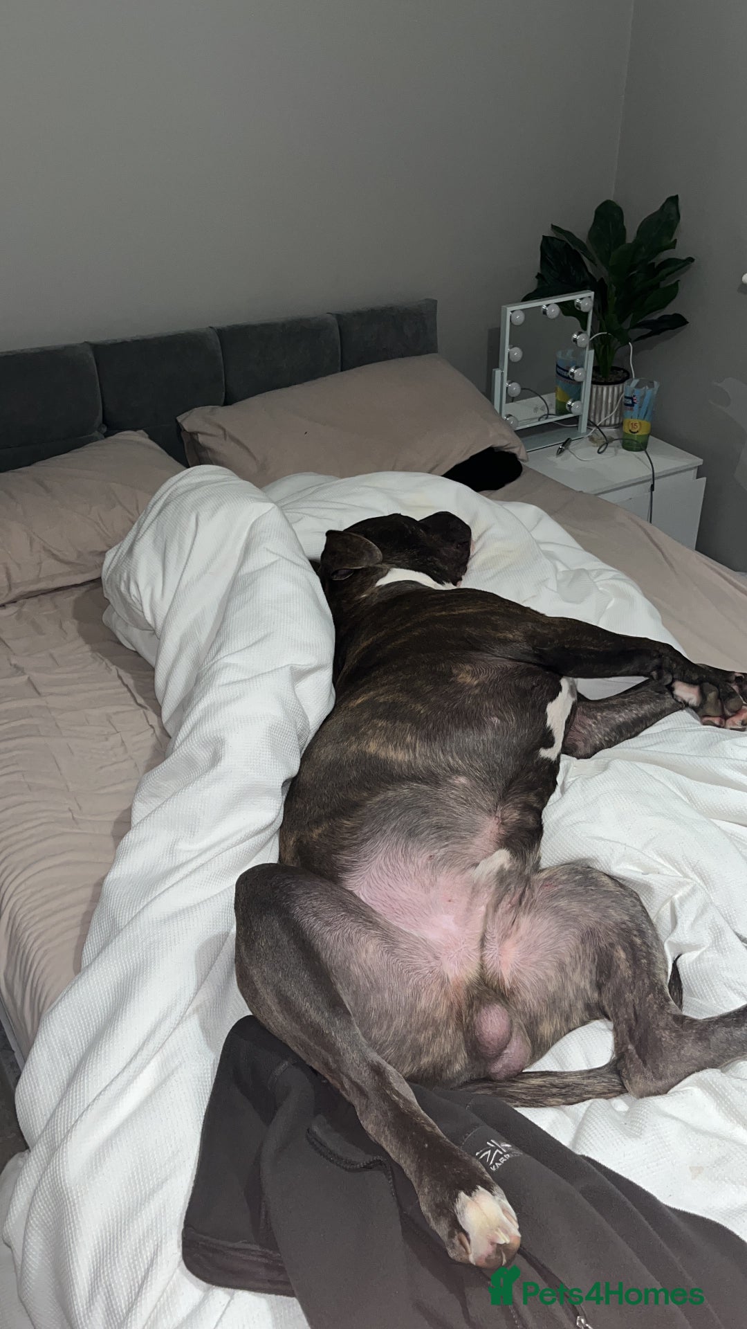 Mixed Breed dogs for sale: Corso/mastiff mix breed - Advert 6