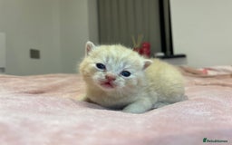 Brazilian Shorthair cats for sale: Pedigree British Shorthair Kittens Golden & Lilac - Image 28