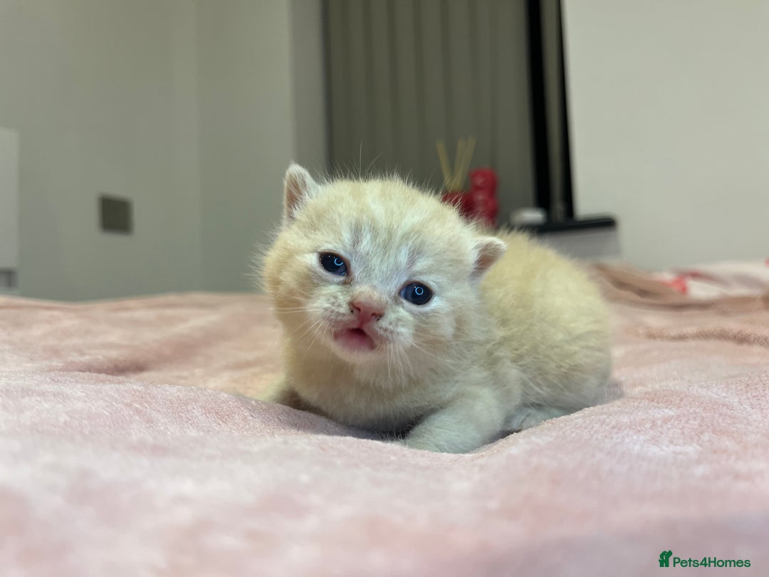 Brazilian Shorthair cats for sale: Pedigree British Shorthair Kittens Golden & Lilac - Image 28