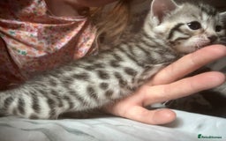 Bengal cats for sale: Pedigree bengal kittens  - Image 3