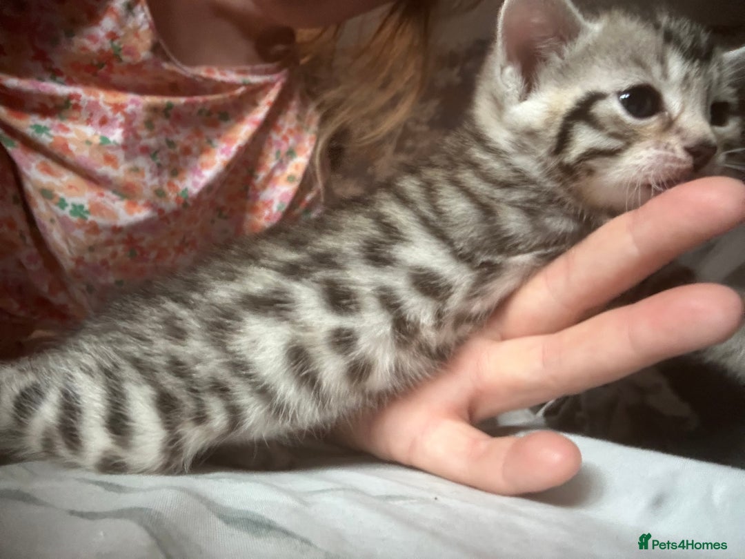Bengal cats for sale: Pedigree bengal kittens  - Image 3