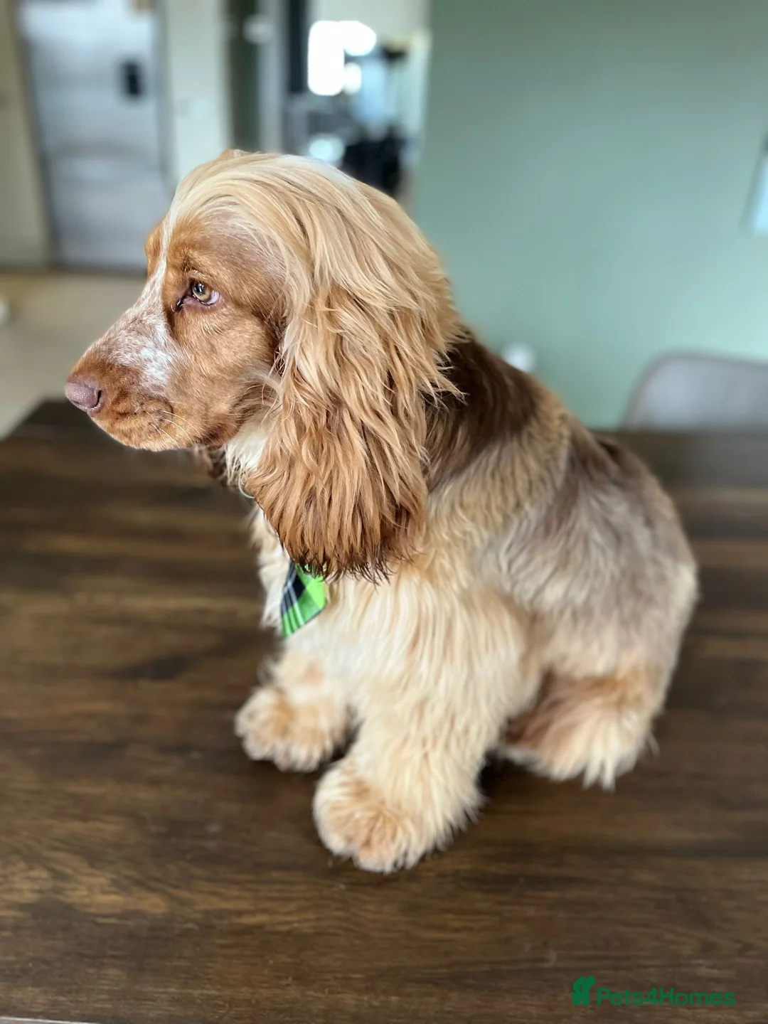 Cocker Spaniel dogs for stud: Show cocker health tested stud CHOCOLATE SABLE in Brentwood - Advert 3