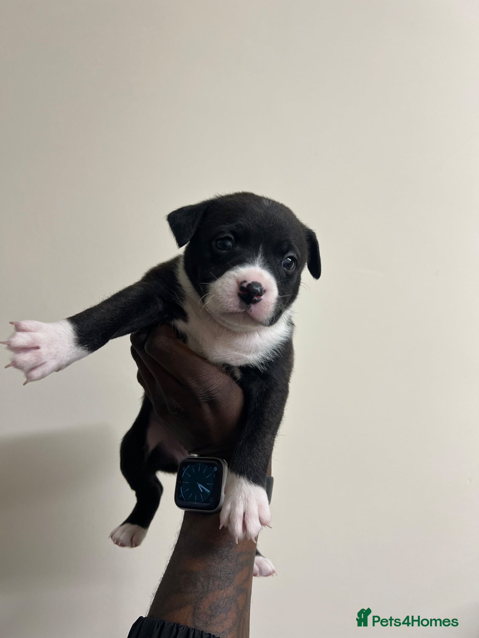 Staffordshire Bull Terrier dogs for sale: Beautiful Staffordshire Bull Terrier Mix Puppies in Manchester - Advert 5